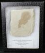 Fossil Legume Leaf - Green River Formation #20220-1